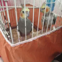 عروس هلندی
