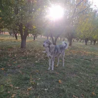 سگ گله|سگ|محمدبار, |دیوار