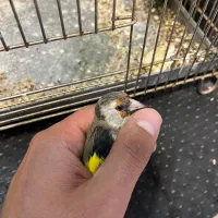 سهره دورگ فوق العاده|پرنده|تهران, دکتر هوشیار|دیوار