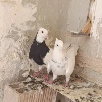 سار سبز باخت خورده