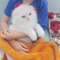 گربه ماده و نر جفت