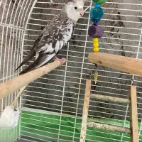 طوطی عروس هلندی(وایت فیس)