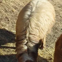 شک دو شیر درجه یک|حیوانات مزرعه|جوانرود, |دیوار