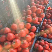 فروش بار و حق العمل کاری