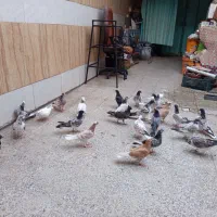 کبوتر پرشی ساعتی|پرنده|قم, باسکول|دیوار