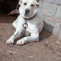 ماده گله ای