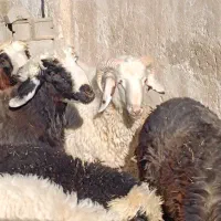 بره و قوچ و بره قوچی|حیوانات مزرعه|شهرضا, |دیوار