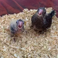 جوجه سرلاکی عروس هلندی