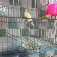 نروماده‌قناری‌موازایکی‌وابلق‌باهم