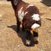 ۲عدد بره نر پرگوشت