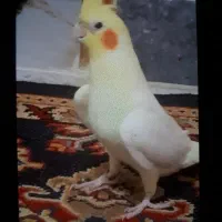 فروش فوری عروس هلندی نر