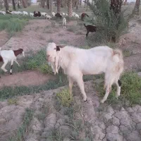 بز نر مشترک نیدی به افقانی|حیوانات مزرعه|شادگان, |دیوار