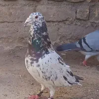 سار سیاه لکه دار و جلک سبز . سار ماده طلایی .زاغ|پرنده|تایباد, |دیوار