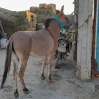 یک راس قاطرماچه جوان سرحال سواری وباری  بسیار اصیل