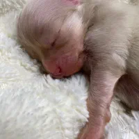 واگذاری رایگان توله های تازه دنیا اومده