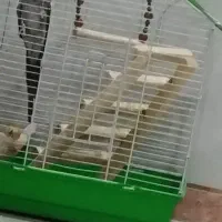 عروس نر بالق