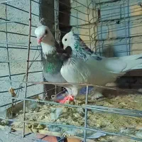 تعدادی کبوتر زیبا|پرنده|دلند, |دیوار