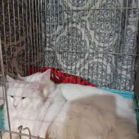 گربه پرشین وان|گربه|تبریز, |دیوار