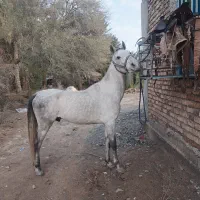 اسب|اسب و تجهیزات اسبسواری|جیرفت, |دیوار