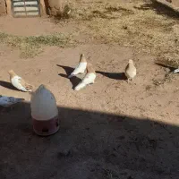 کفتر کله ای|پرنده|کشکسرای, |دیوار
