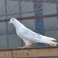 کفتر
