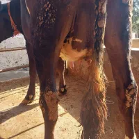 گاو آبستن|حیوانات مزرعه|نوکنده, |دیوار