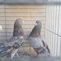 کفتر  سرور|پرنده|یزد, |دیوار