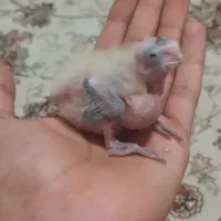 جوجه عروس هلندی سرلاکی و یه جفت مرغ عشق