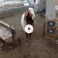 قوچ دورگ شال