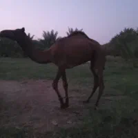 فروشی