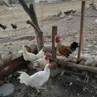 خروس|حیوانات مزرعه|گوآور, |دیوار