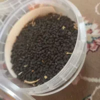 بذر گل پیچک