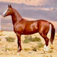 اسب اصیل ترکمن|اسب و تجهیزات اسب‌سواری|تهران, زعفرانیه|دیوار