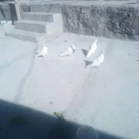 کفتر یا کبو تر|پرنده|نورآباد, |دیوار