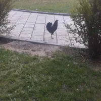 ۲ عدد مرغ ۱ عدد خروس مرغ ها تخم گذار