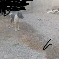 سگ ماده گله ای