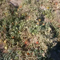 گوجه نیم رسیده و کال