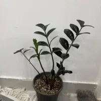 گل و گیاه طبیعی|گل و گیاه طبیعی|دزفول, |دیوار