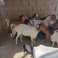 تعدادی بزکهره بره قوچ نری قیمت مناسب|حیوانات مزرعه|قشم, |دیوار