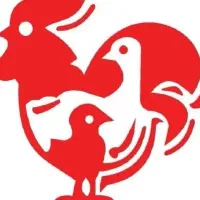 قصاب و قطعه کاری مرغ