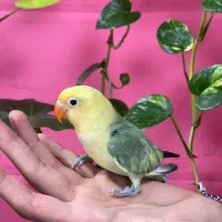 کوتوله برزیلی رنگ خاص|پرنده|محمودآباد, |دیوار