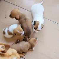 واگذاری سگ سوسیسی