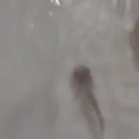 پنکوسی شکاری