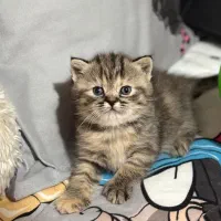 گربه نژاد اسکاتیش و بریتیش