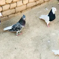فروش ۷ رنگ دم سفید نر|پرنده|رفسنجان, |دیوار