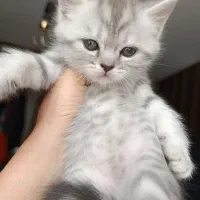 بچه گربه اسکاتیش بریتیش اصیل