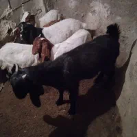 بز اوست با پنج بزغاله