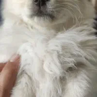 واگذاری توله پامر مادر اوکراینی پدر خرسی|سگ|رباطکریم, نصیرشهر|دیوار