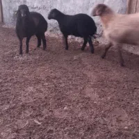 بره قوچ همو|حیوانات مزرعه|شیروان (خراسان), |دیوار