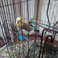 فروش عروس هلندی|پرنده|اهواز, معین زاده|دیوار